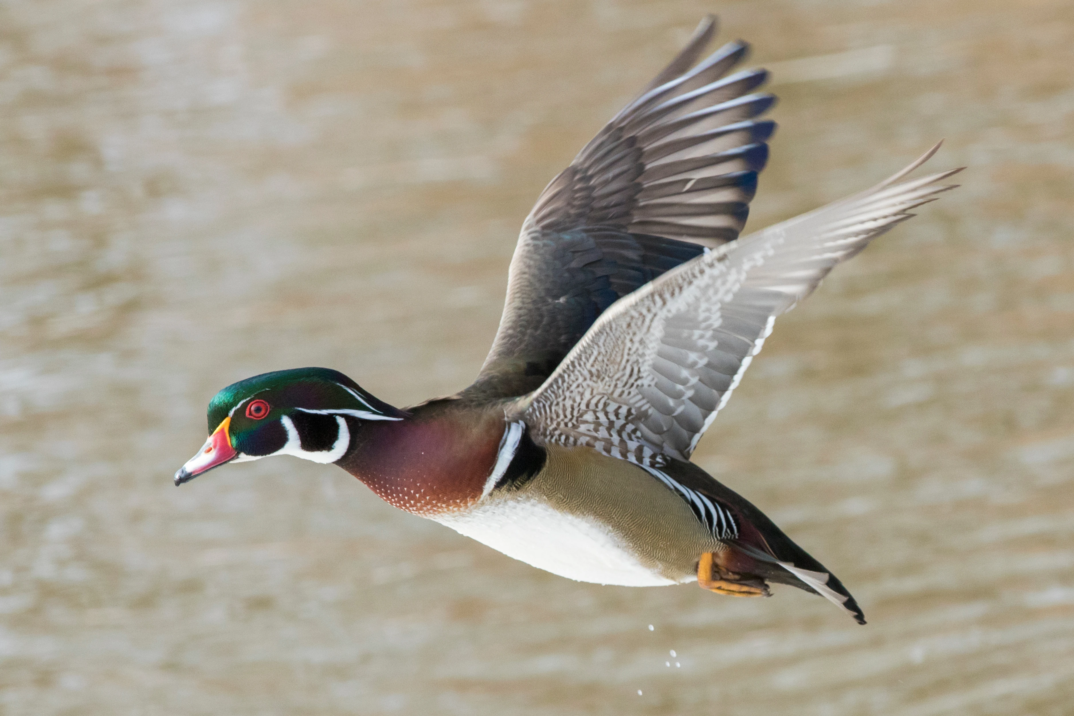 A drake wood duck flies over a body of water with its wings stretched