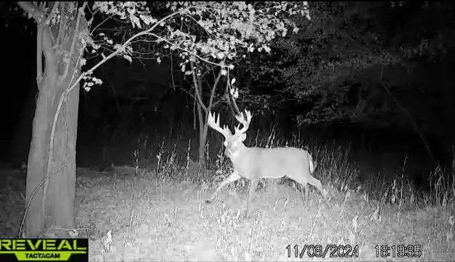 A trail camera photo of a giant whitetail buck in Ohio. 