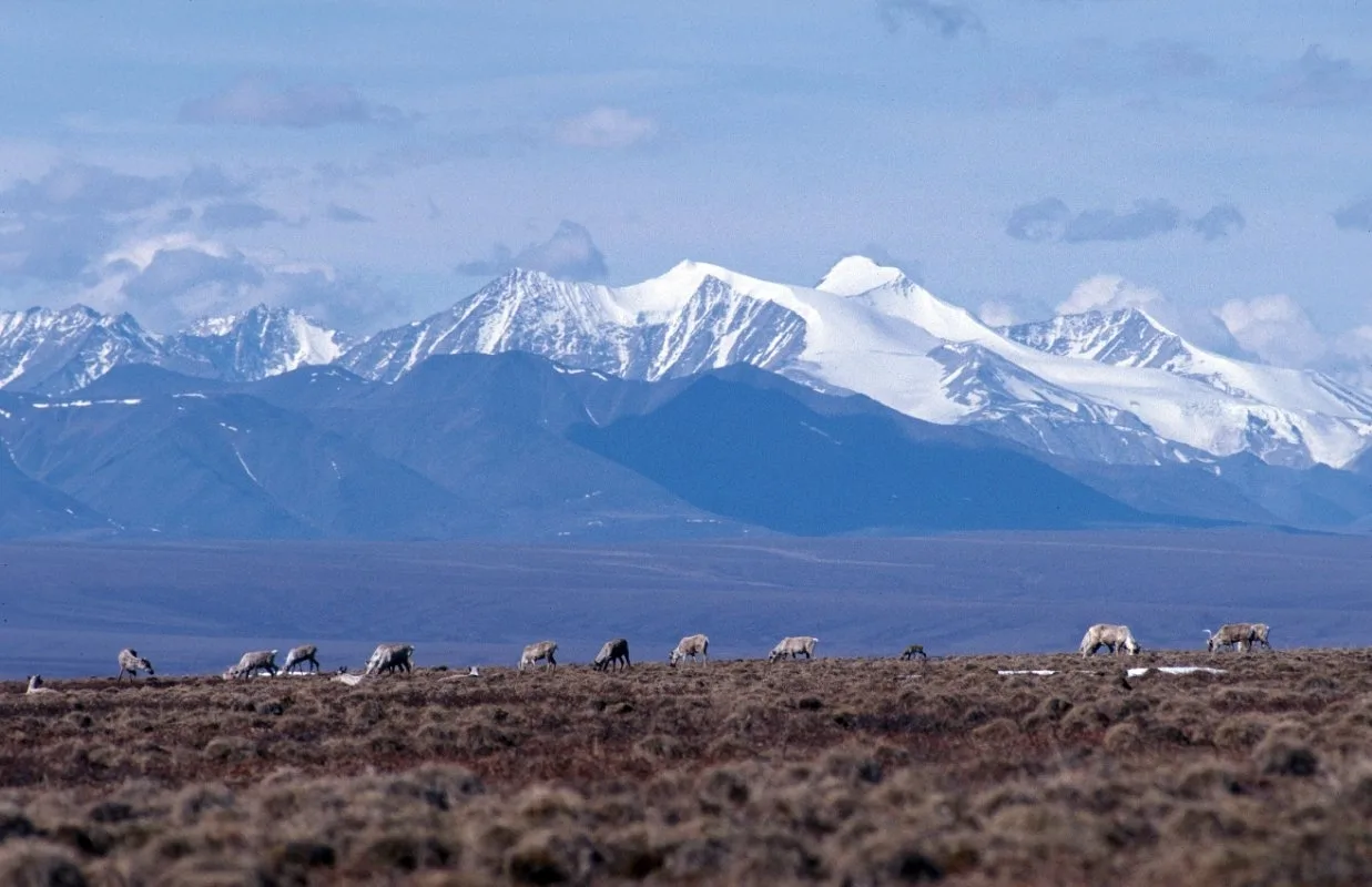 Caribou grazing in the Arctic National Wildlife Refuge. 