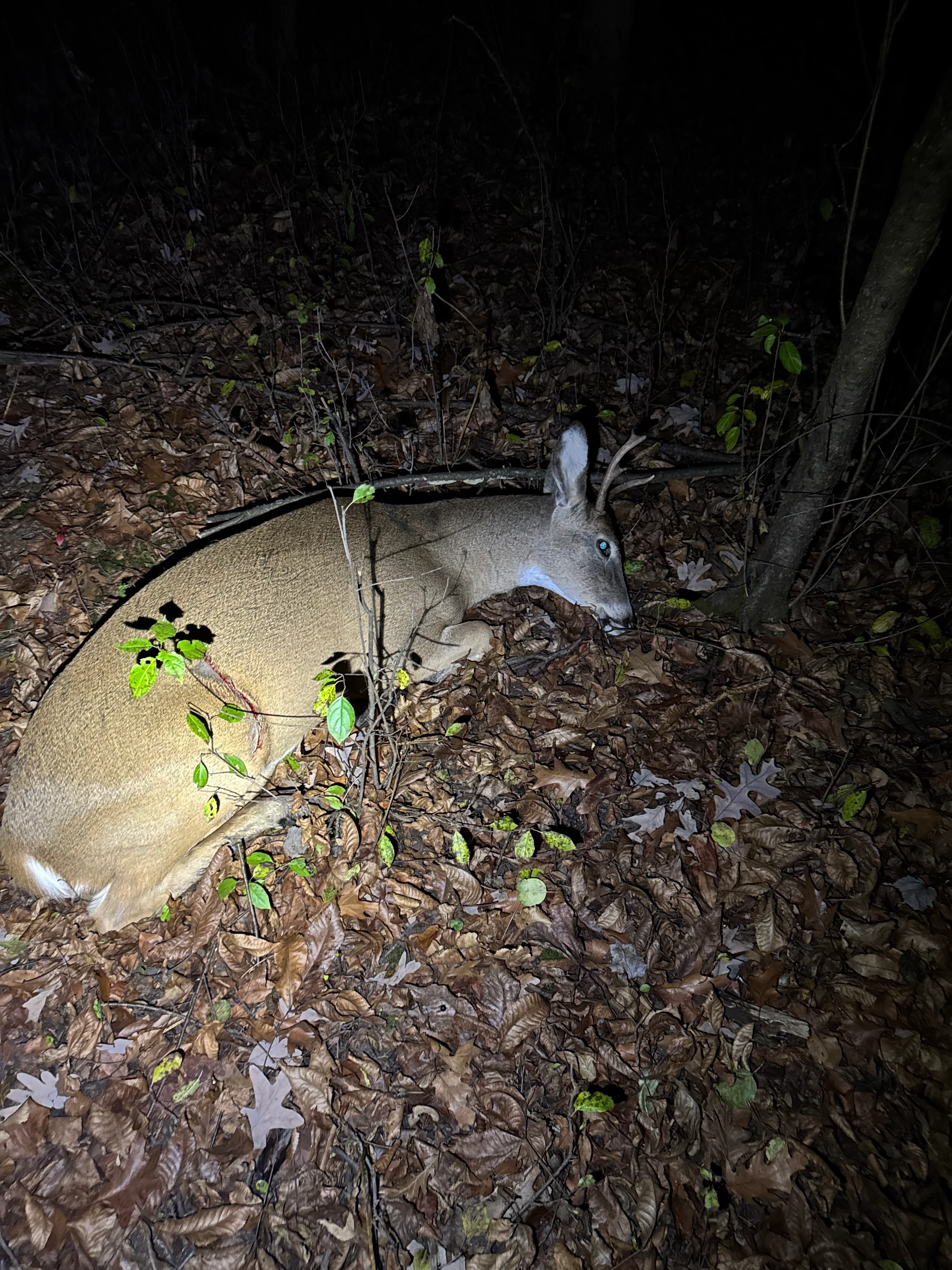 A dead deer in the woods