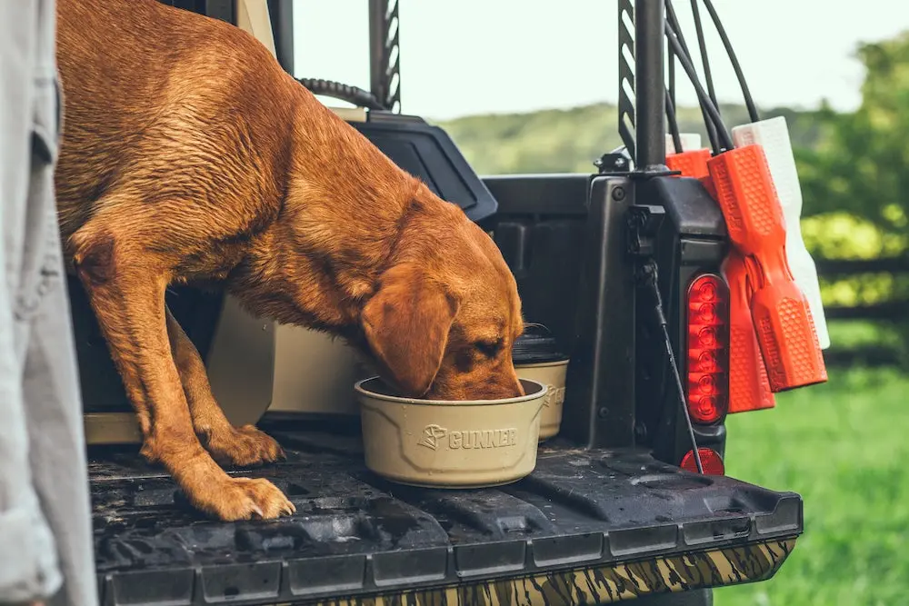 Dog eating out of Gunner dog bowl