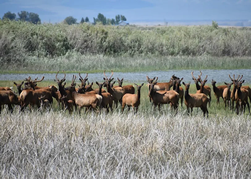 An elk herd on a US Fish & Wildlife Refuge in southeast Idaho.