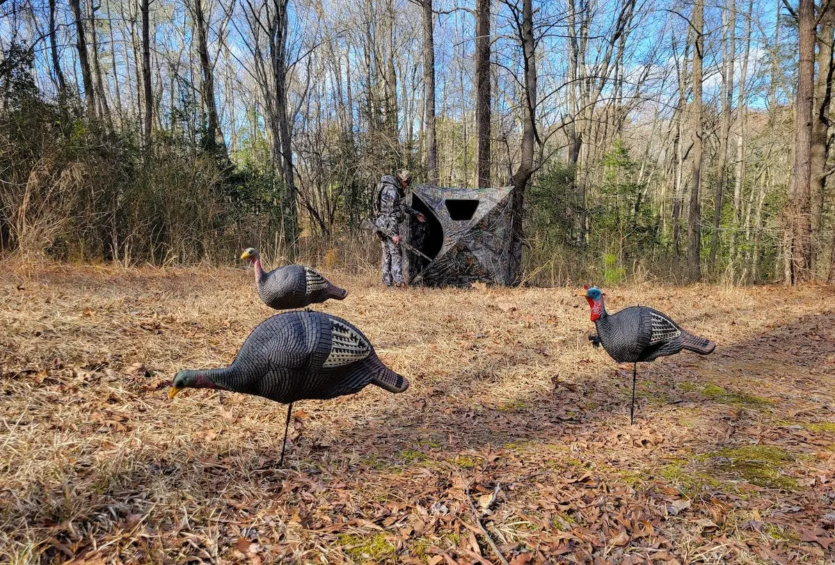 Hunter setting up Game Winner turkey decoys in front of blind