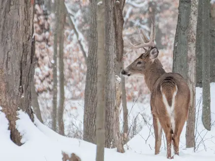 A big-woods 10-point whitetail buck moves through the timber.