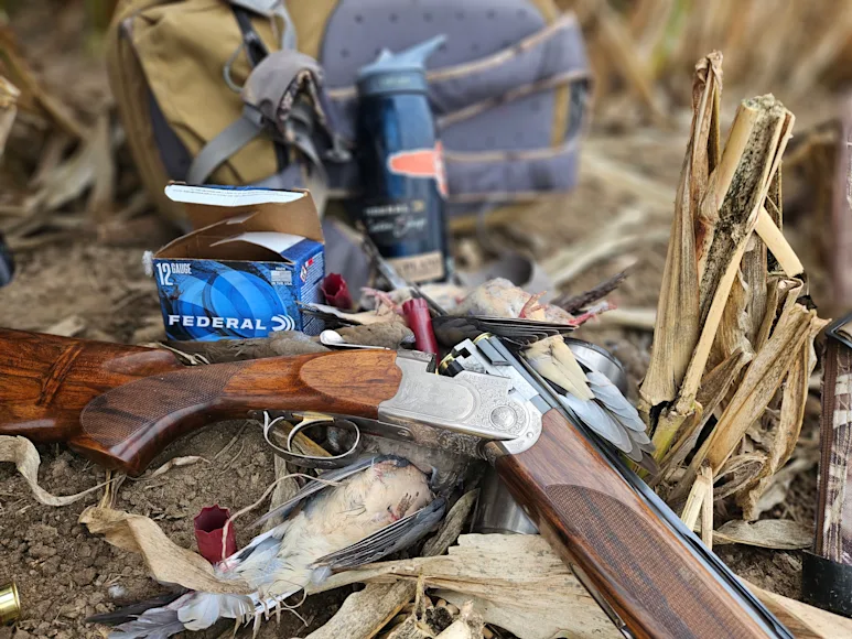 Silver Pigeon III in the dove field
