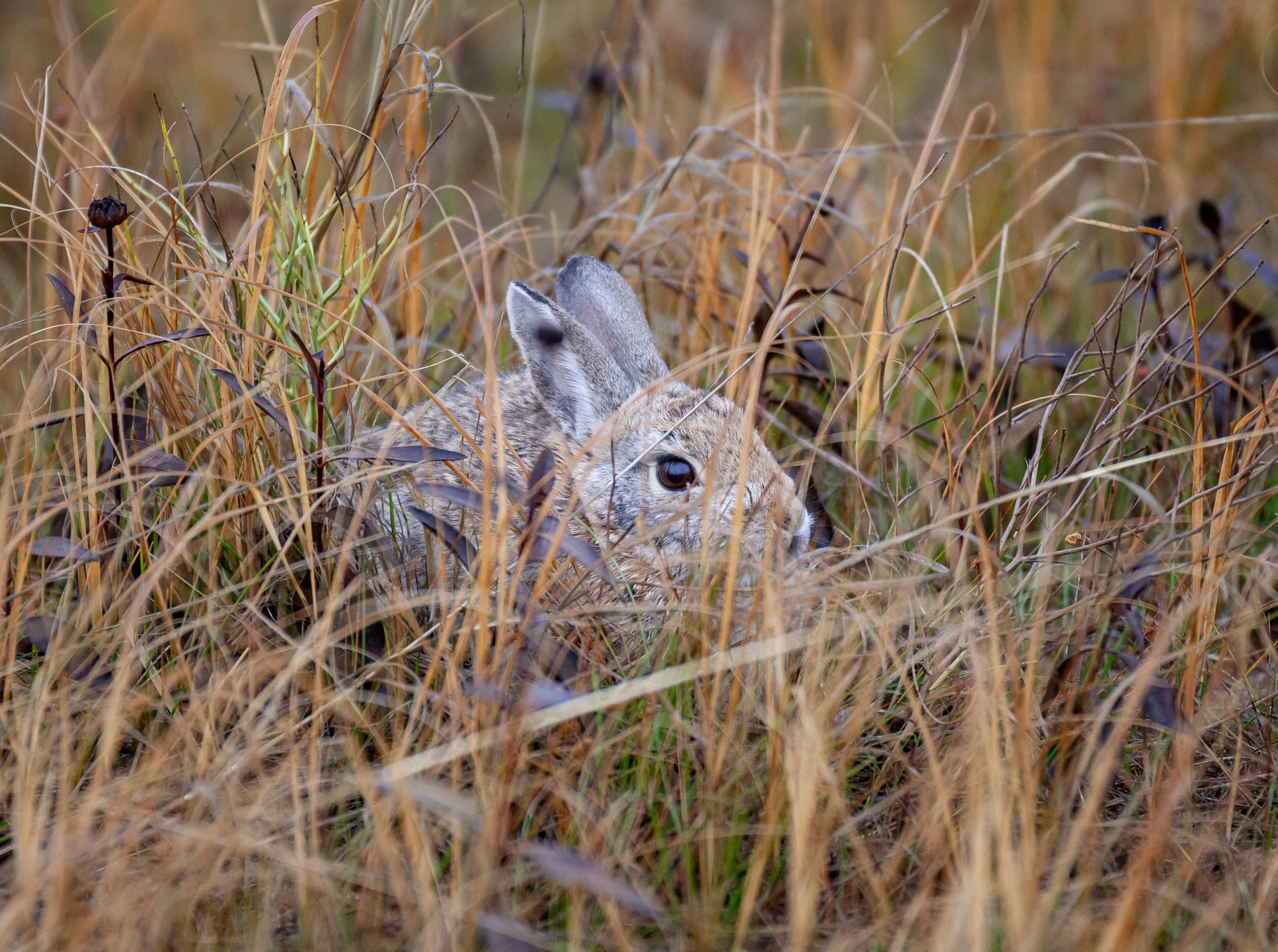 A cottontail rabbit hiding in grass. 