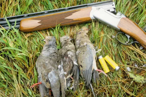 A shotgun and three doves. 