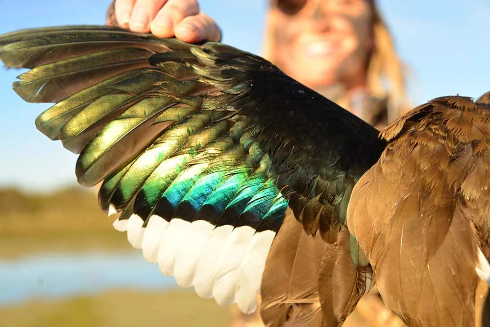 the wing of a brazilian teal