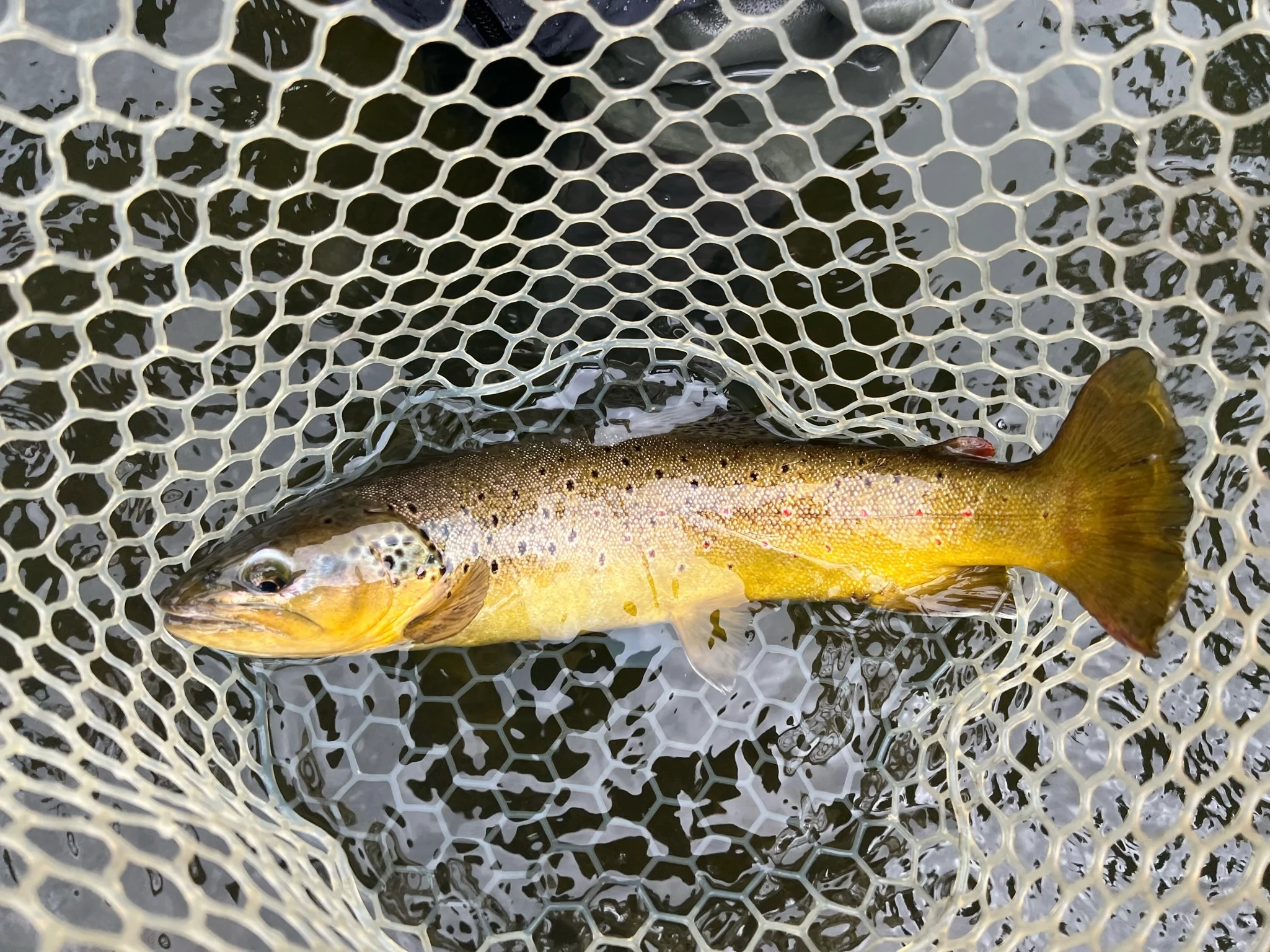 A brown trout in the bottom of a fishing net