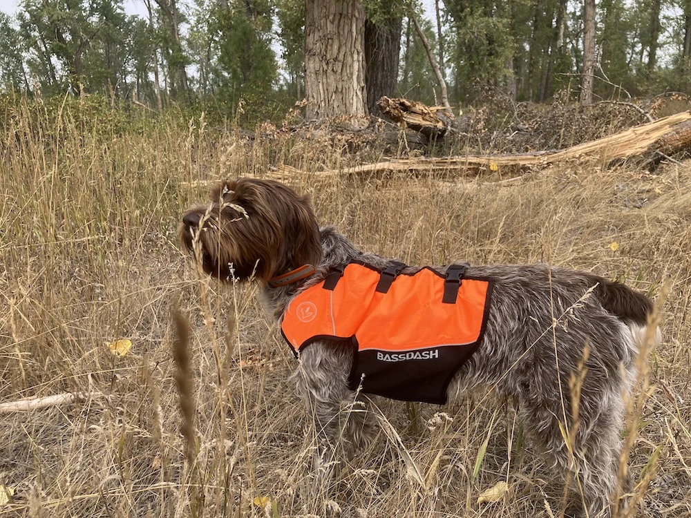 Hunting dog in the field wearing blaze orange BassDash Dog Safety Vest