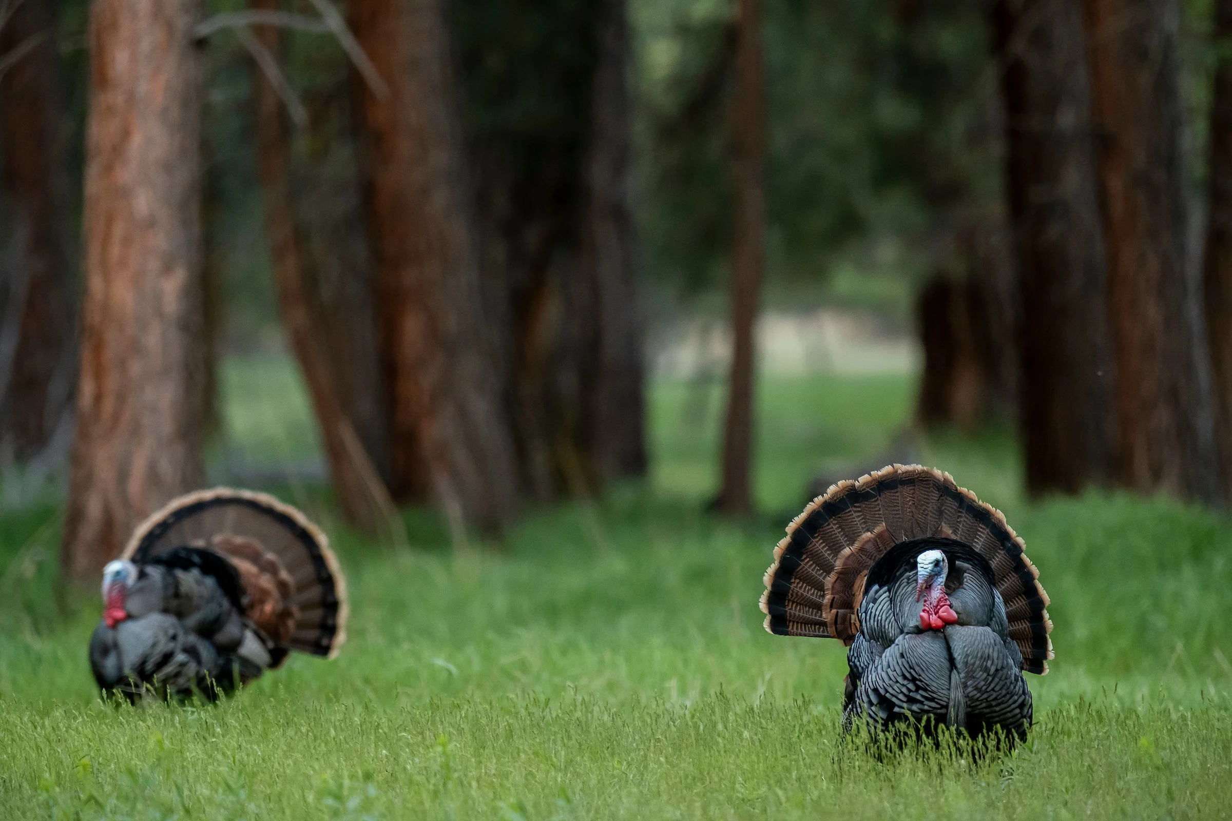 Two tom turkeys strut in a deep green field on knee-high grass. 