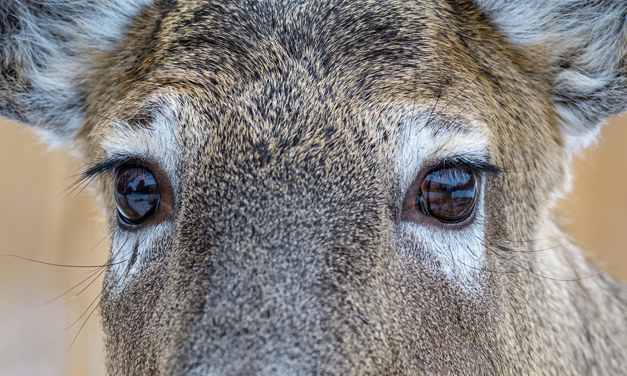 Close up of a whitetail buck's eyes for what colors can deer see