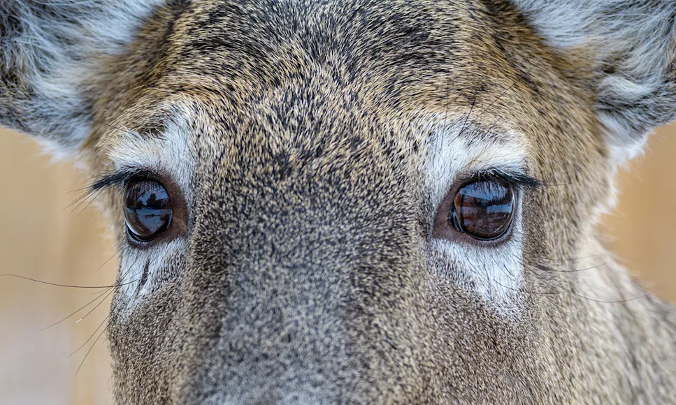 Close up of a whitetail buck's eyes for what colors can deer see
