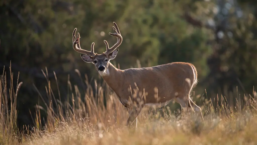 A big whitetail deer with velvet antlers walks across a tan field.