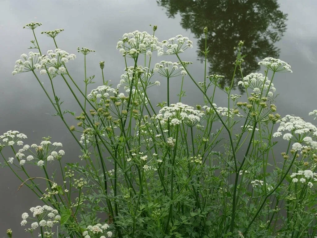 cowbane poison hemlock