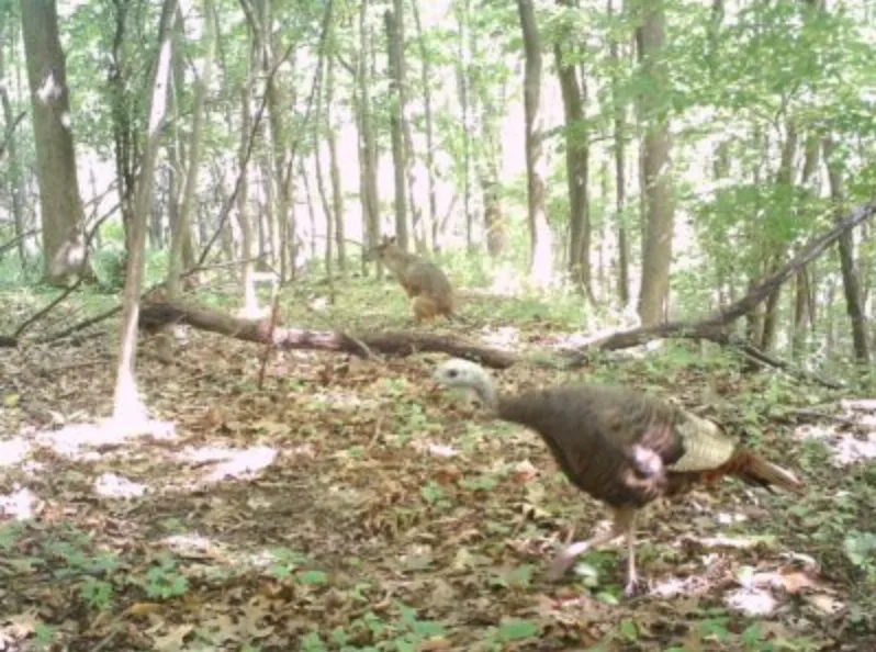 trail-camera photo of turkey and coyote