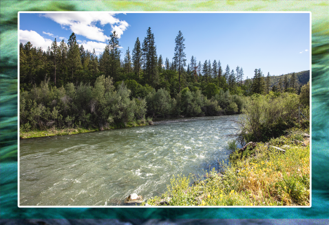 Klamath River and trees