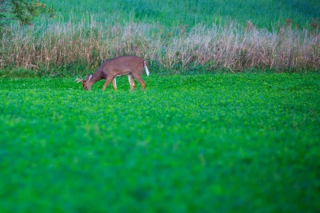 A buck in a soybean field