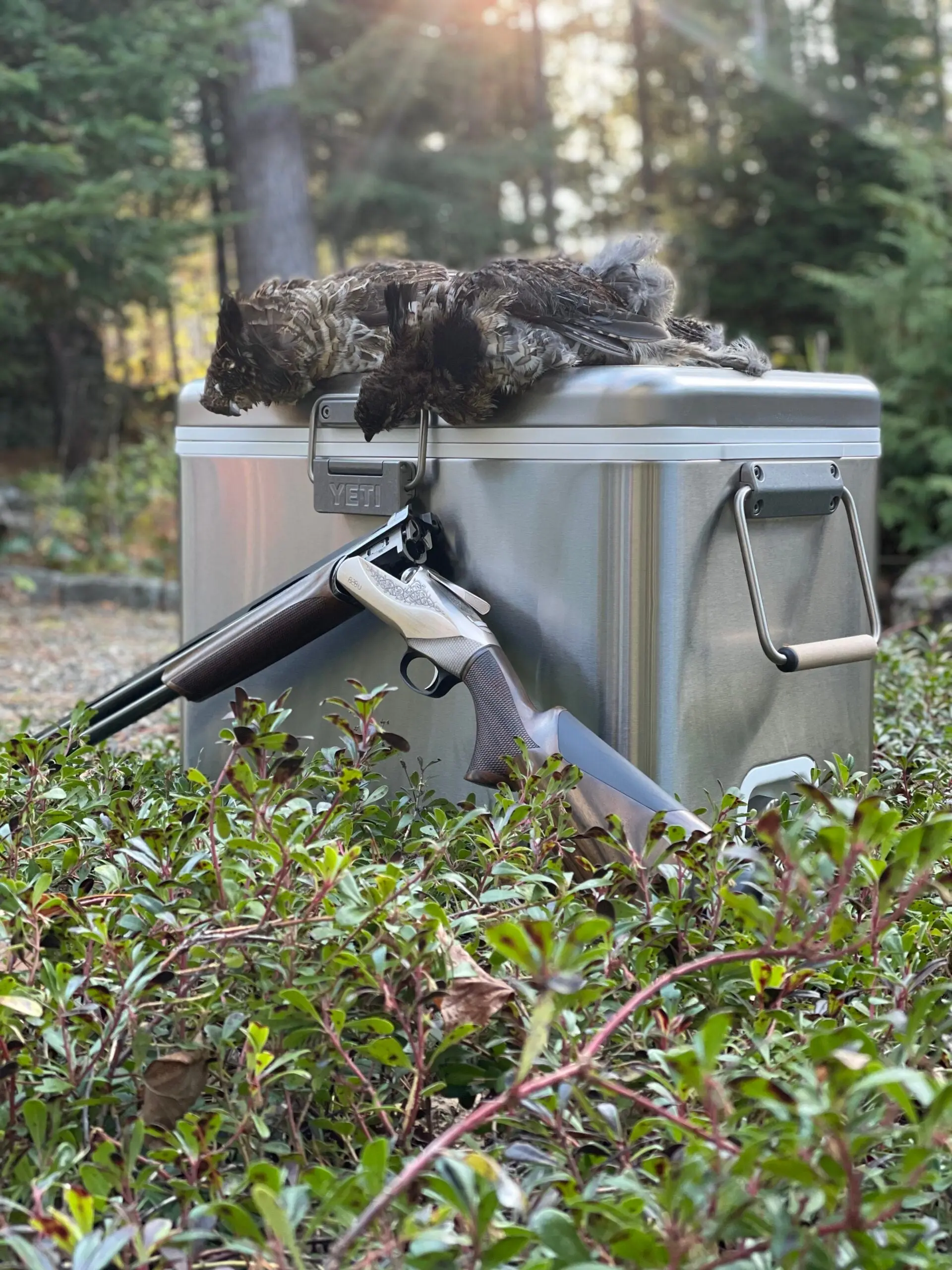 The Benelli 828U 20-gauge on a grouse hunt in Maine.