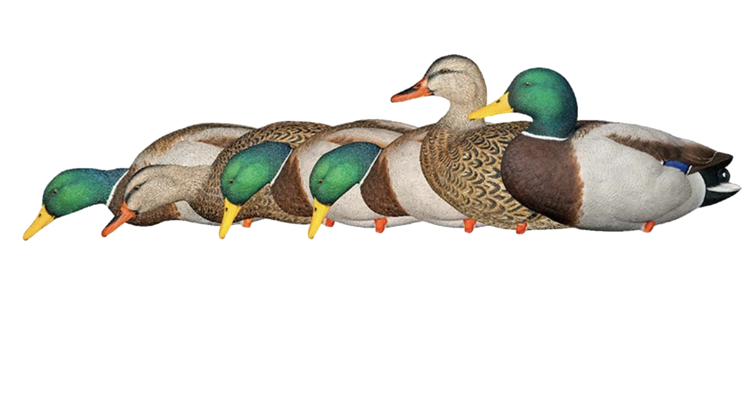 Avian X AXP Full Body Mallards