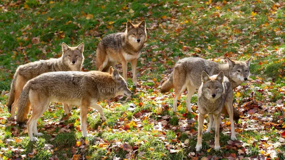 A pack of coyotes rests in grass