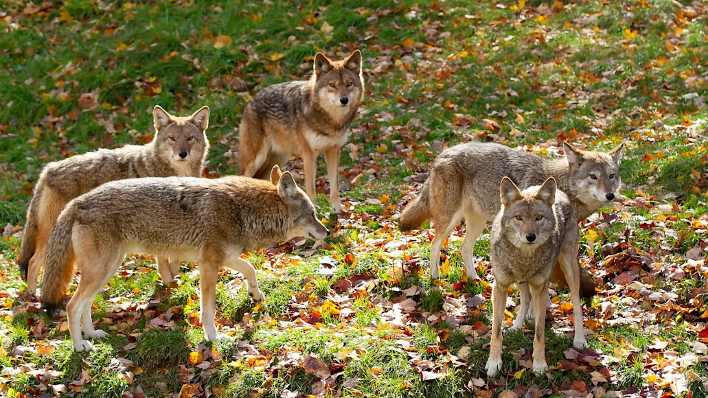 A pack of coyotes rests in grass