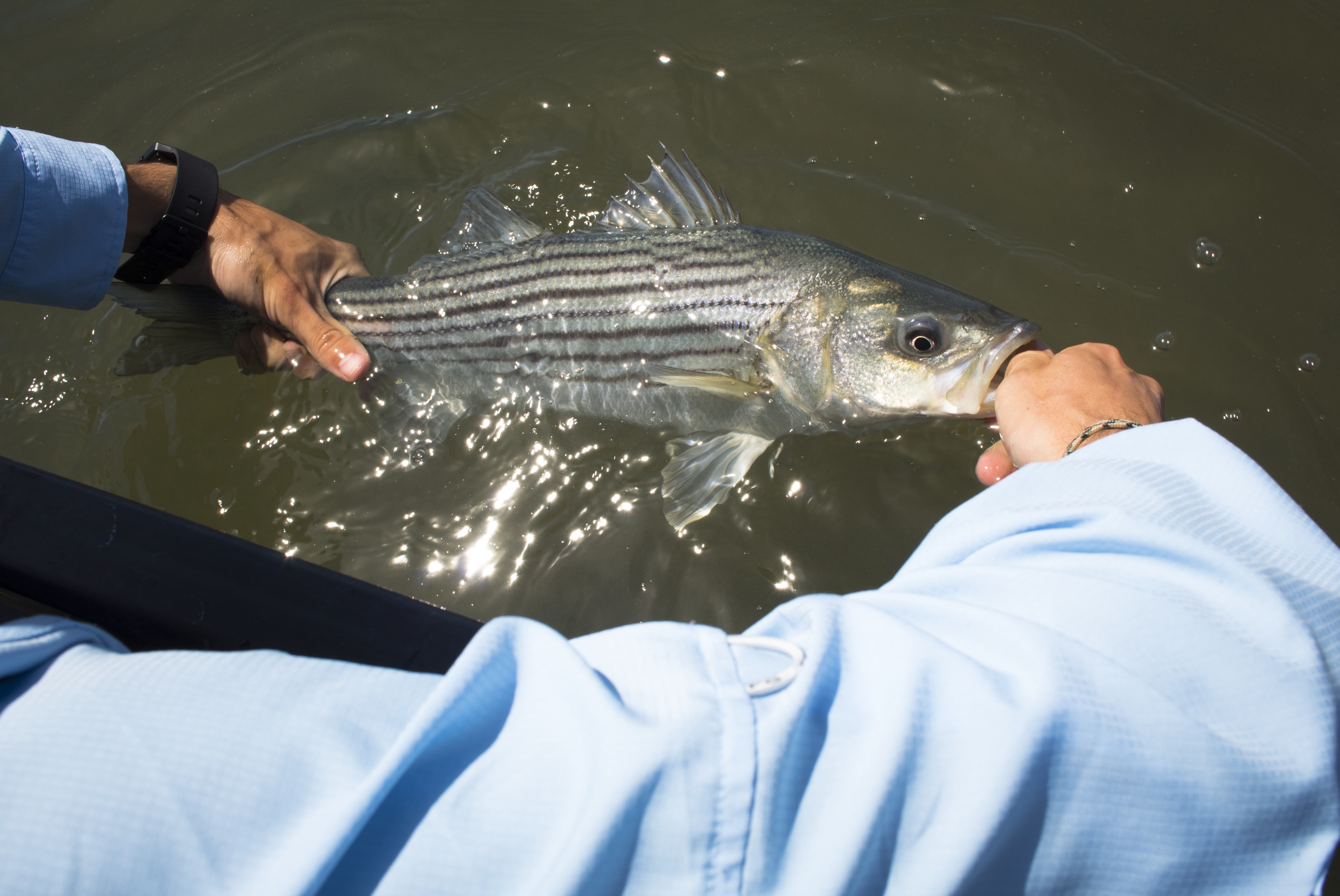 Striped bass in water