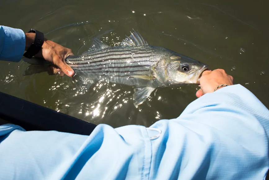 Striped bass in water
