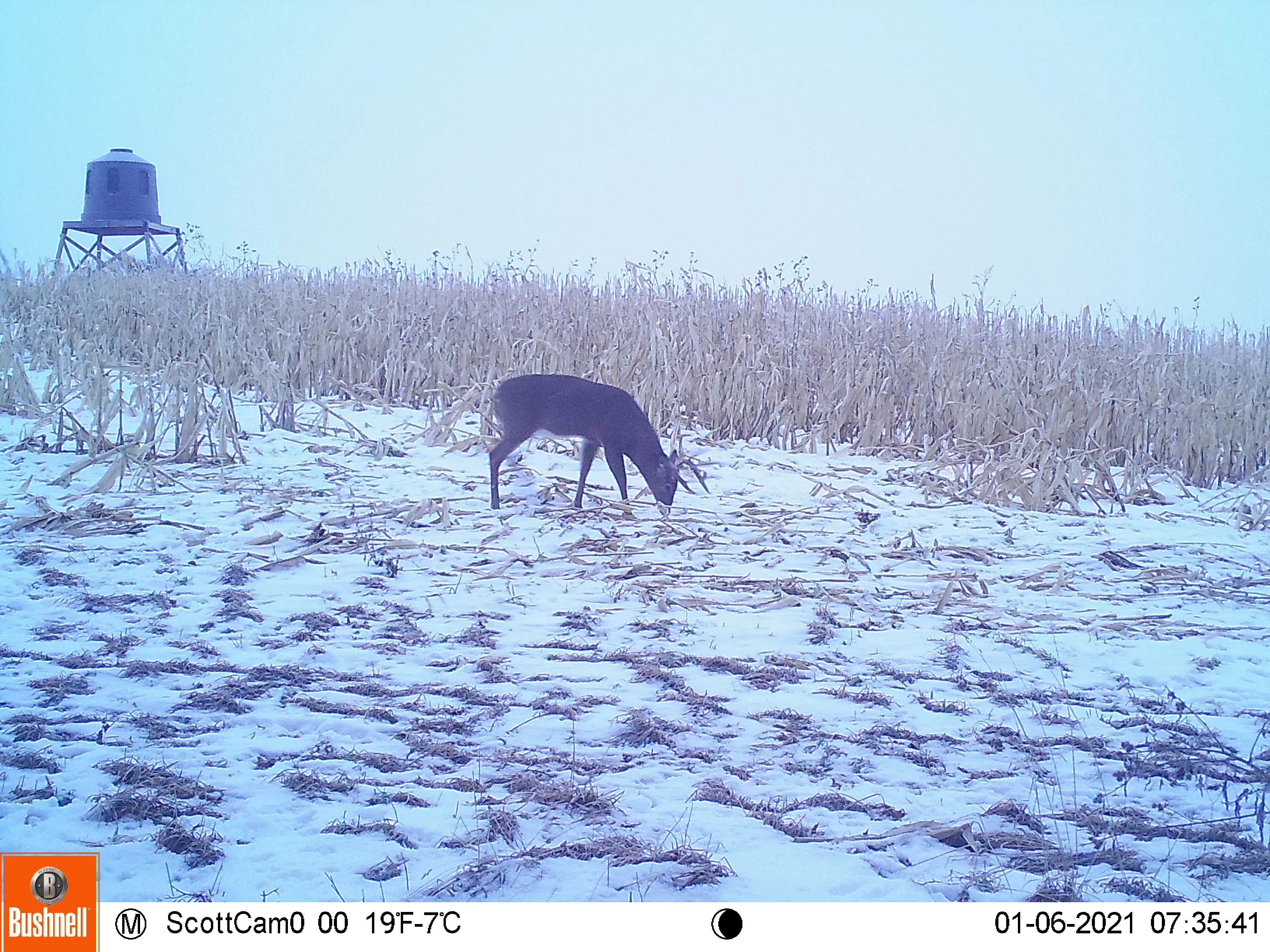 A whitetail buck walks through a hayfield in front of standing corn with an elevate blind in the background.