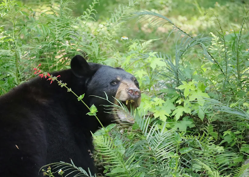 A black bear foraging in Florida.