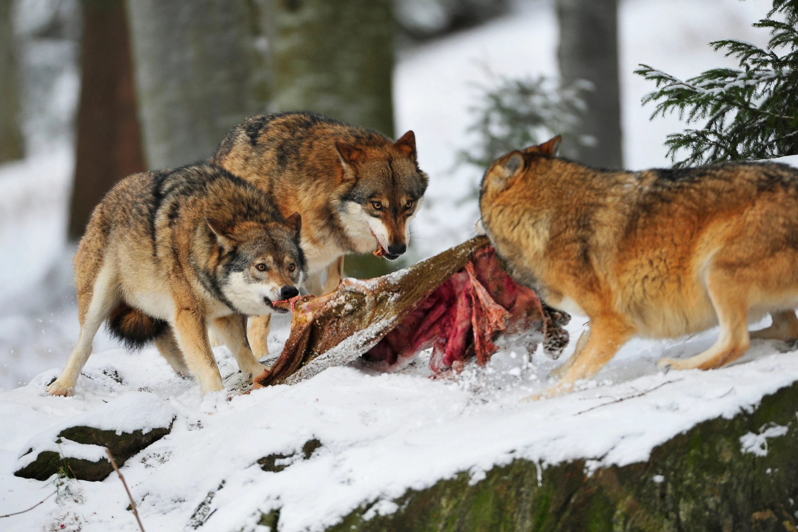 A wolf pack feeds on a carcass in winter