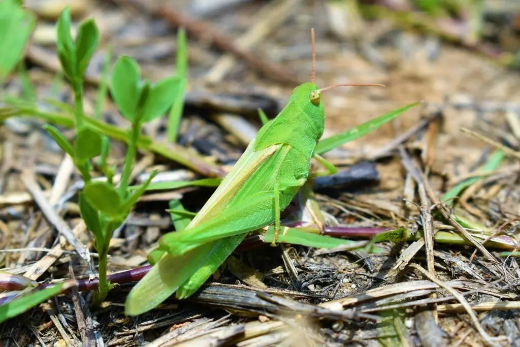 A grasshopper on the ground.