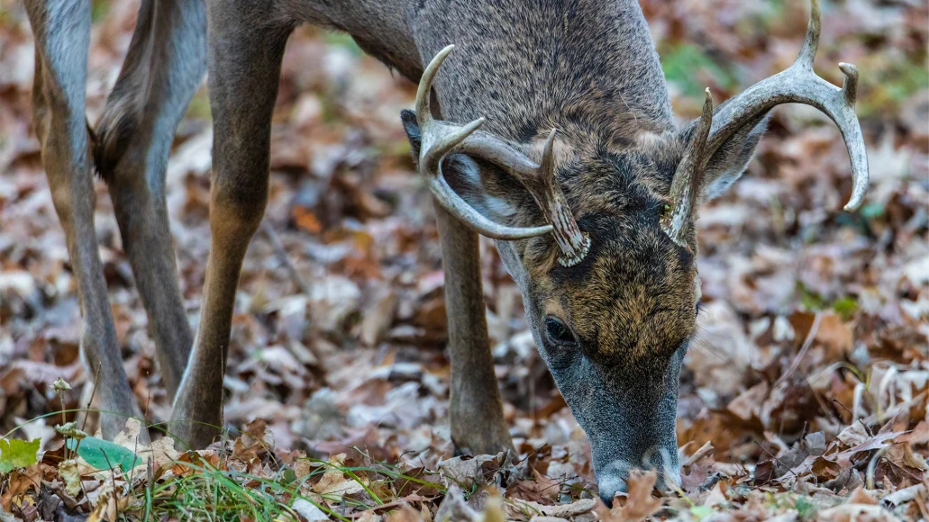 A whitetail buck forages for acorns along the forest floor. 