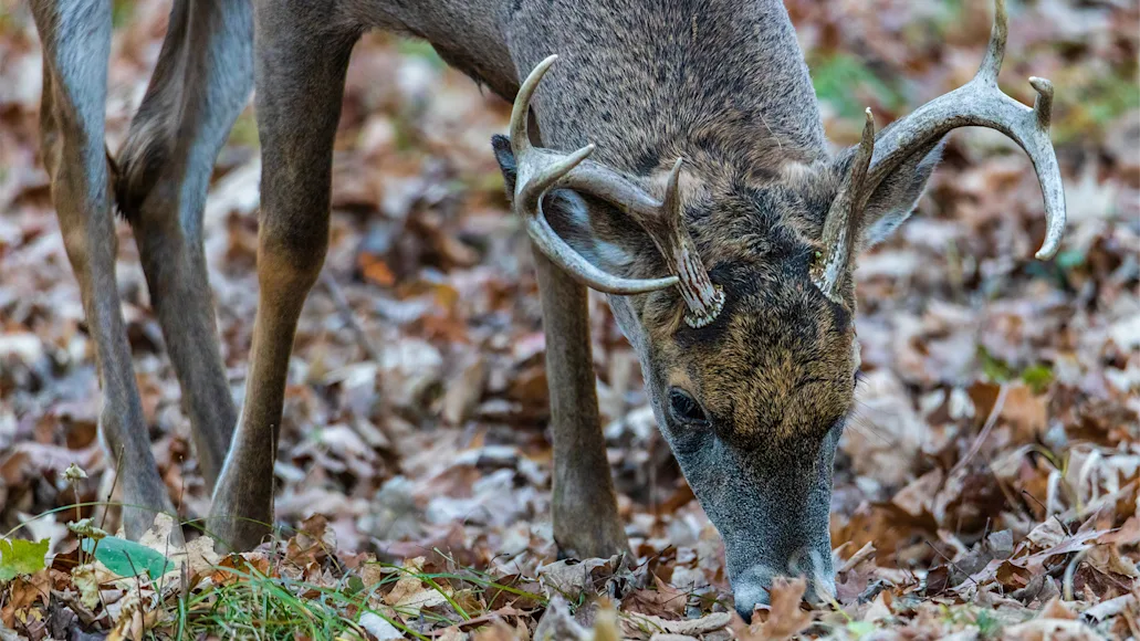 A whitetail buck forages for acorns along the forest floor.