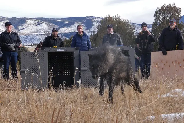 A team of wildlife biologists release a colored wolf on public land in Colorado. 