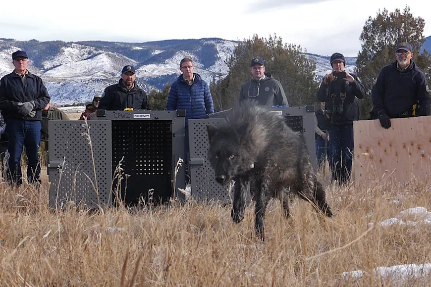 A team of wildlife biologists release a colored wolf on public land in Colorado.