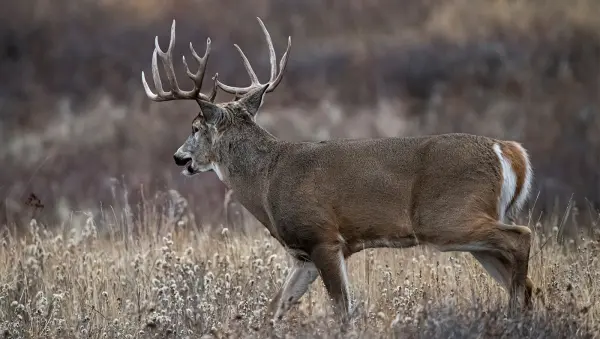 photo of big whitetail buck