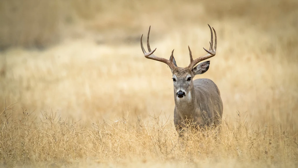 A big 9-point whitetail deer walk through a field of fall grasses.