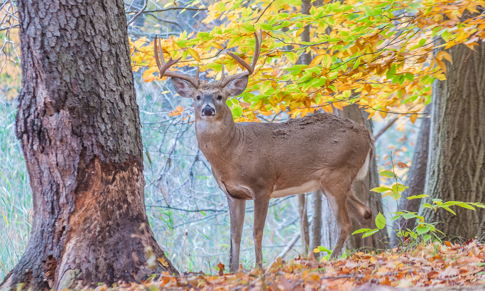Whitetail buck staning in the woods with fall foliage. 