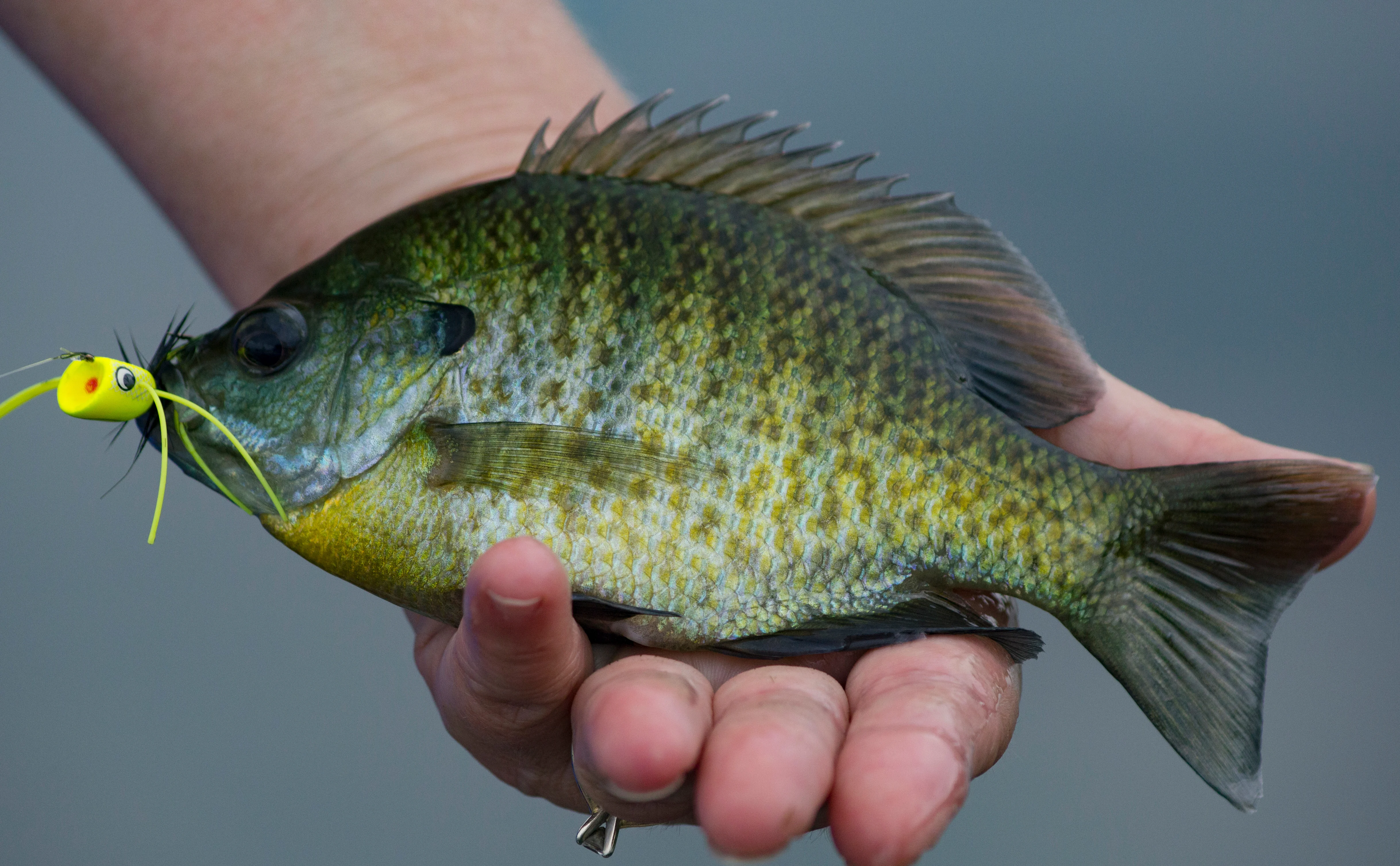 Angler holds bluegill in hand with a fly in the fish's mouth