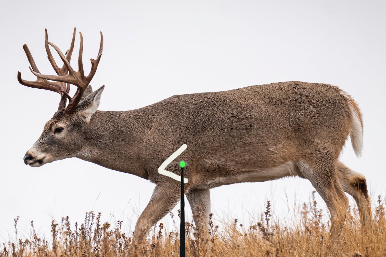 Where to Shoot a Deer With Gun or Bow | Field & Stream