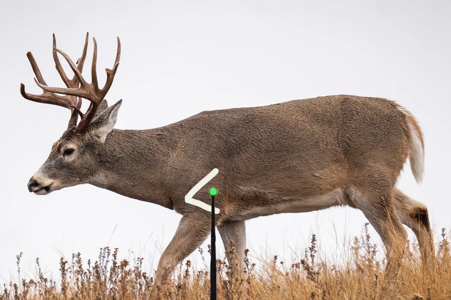 This photo shows the vital-v on a deer