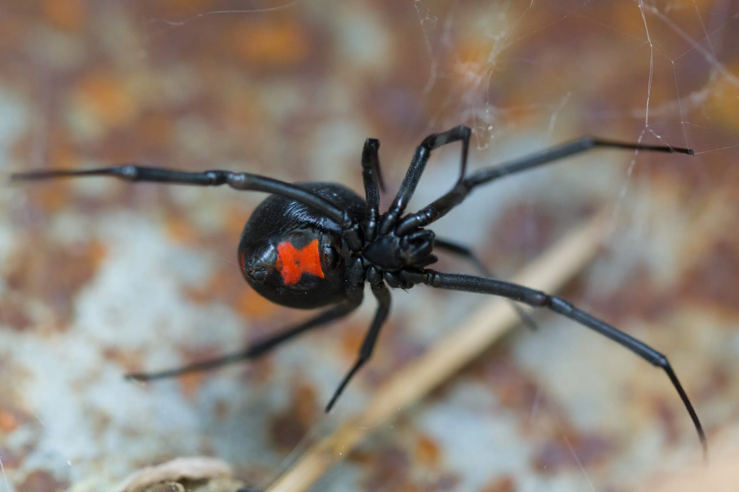 Photo of a black widow in the U.S.