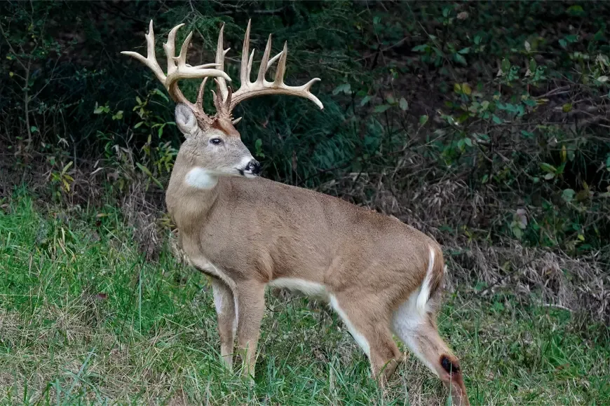 The Hollywood Buck, photographer at a cemetery in Richmond, Viginia. 