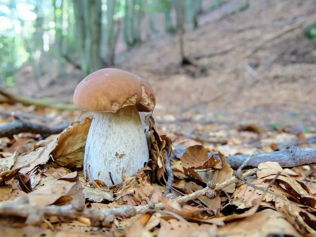 King Bolete