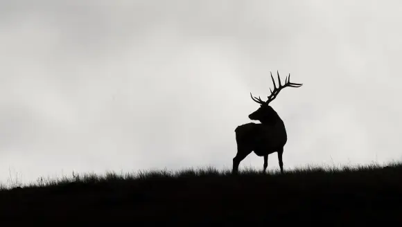 photo of an elk