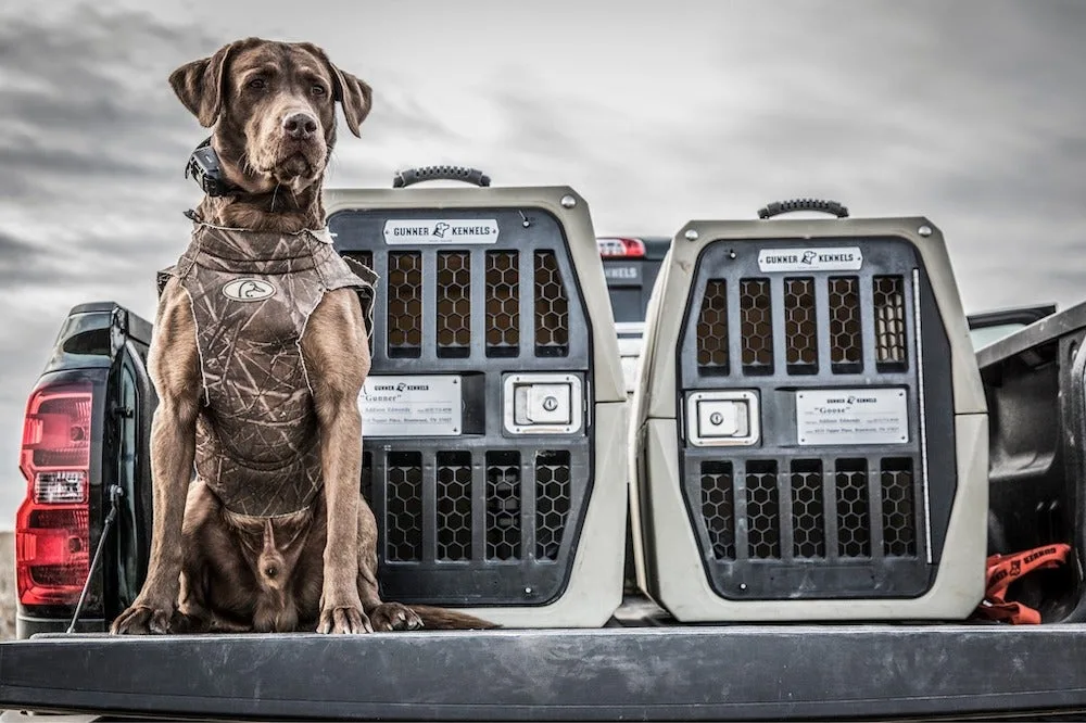 Chocolate lab sitting in front of Gunner kennels on truck