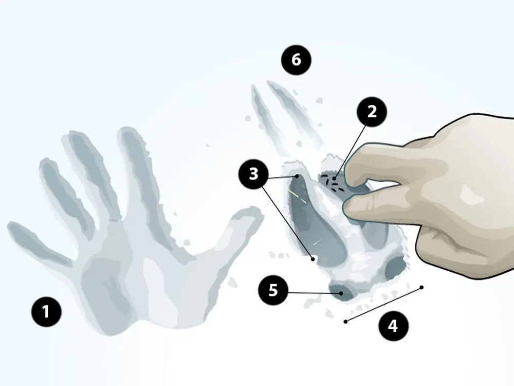 how to read deer track in snow