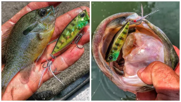 photo showing what bass eat