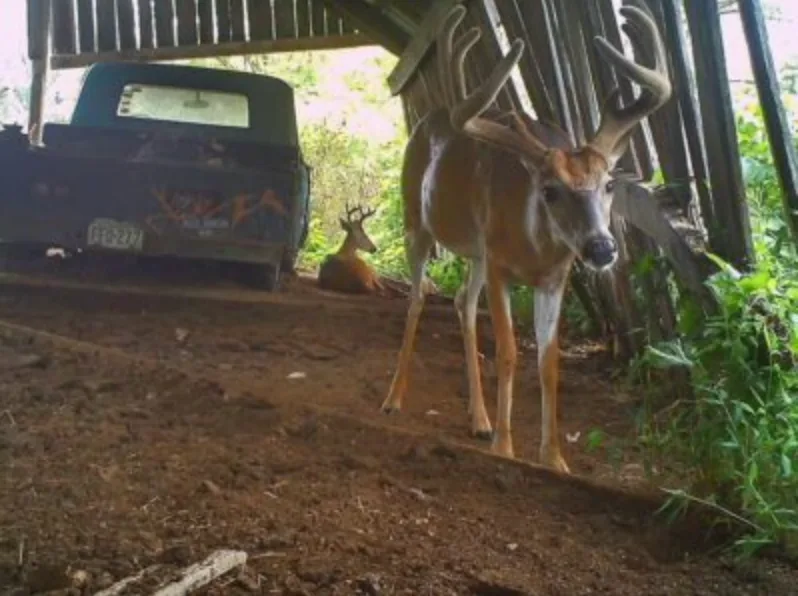 trail-camera photo of deer in barn